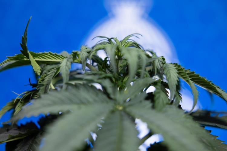 Tangerine Dream II Auto - Zamnesia x B&B. Week 3 - Tangerine Dream Automatic - Week 3