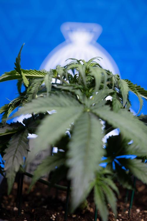 Tangerine Dream II Auto - Zamnesia x B&B. Week 3 - Tangerine Dream Automatic - Week 3