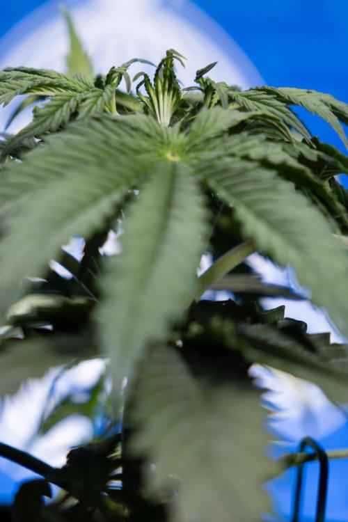 Tangerine Dream II Auto - Zamnesia x B&B. Week 3 - Tangerine Dream Automatic - Week 3