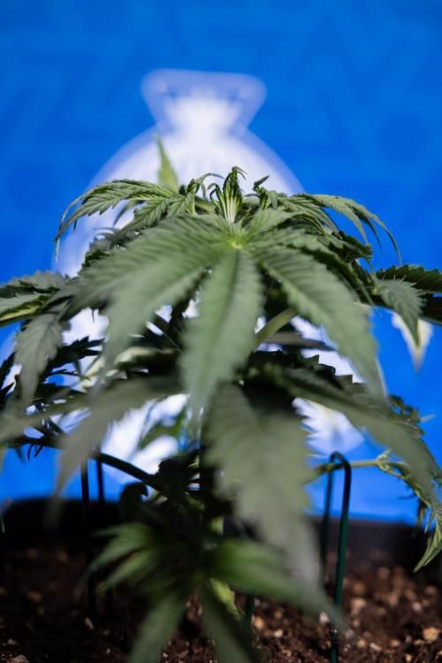 Tangerine Dream II Auto - Zamnesia x B&B. Week 3 - Tangerine Dream Automatic - Week 3