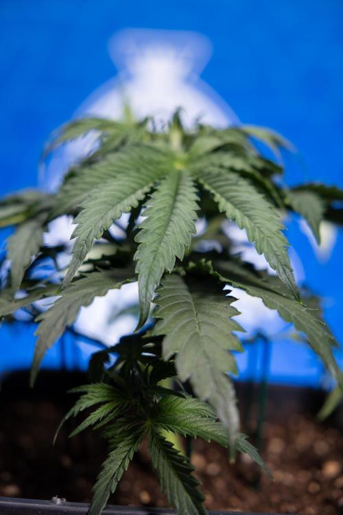 Tangerine Dream II Auto - Zamnesia x B&B. Week 3 - Tangerine Dream Automatic - Week 3