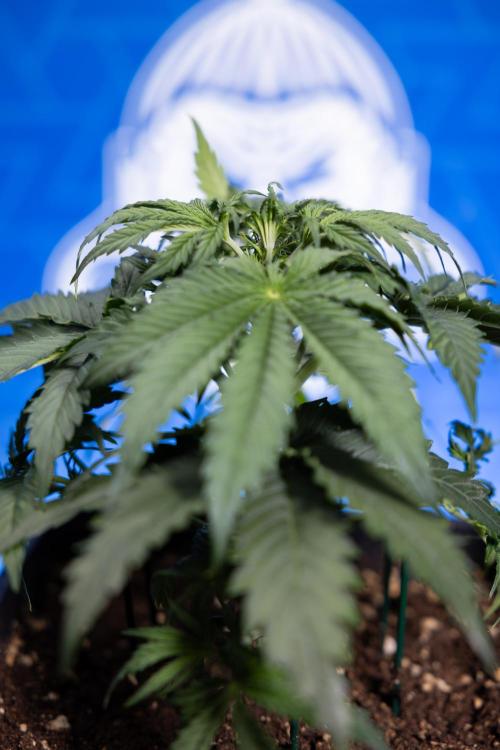 Tangerine Dream II Auto - Zamnesia x B&B. Week 3 - Tangerine Dream Automatic - Week 3