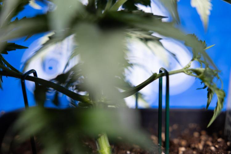 Tangerine Dream II Auto - Zamnesia x B&B. Week 3 - Tangerine Dream Automatic - Week 3