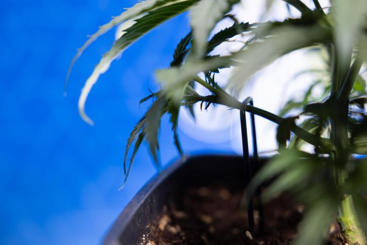 Tangerine Dream II Auto - Zamnesia x B&B. Week 3 - Tangerine Dream Automatic - Week 3