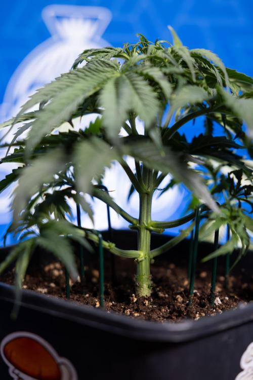 Tangerine Dream II Auto - Zamnesia x B&B. Week 3 - Tangerine Dream Automatic - Week 3