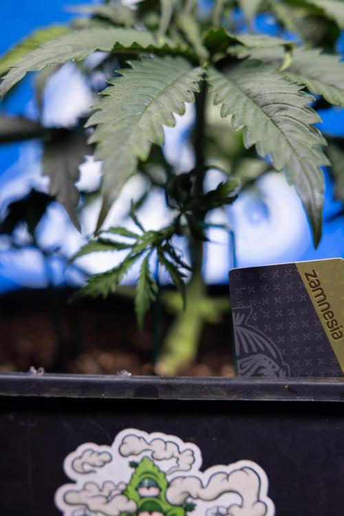 Tangerine Dream II Auto - Zamnesia x B&B. Week 3 - Tangerine Dream Automatic - Week 3