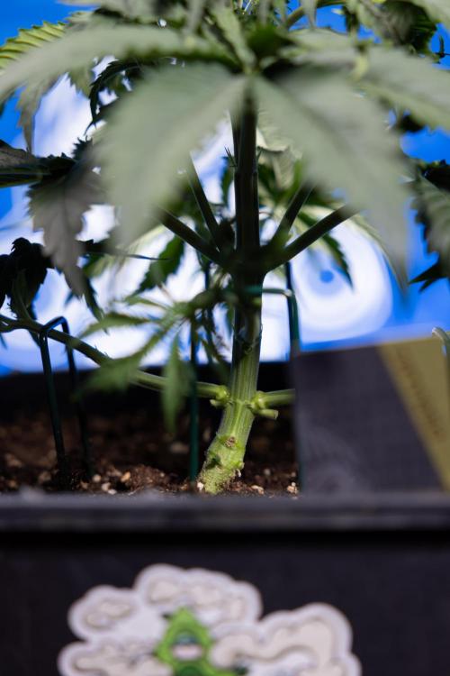 Tangerine Dream II Auto - Zamnesia x B&B. Week 3 - Tangerine Dream Automatic - Week 3