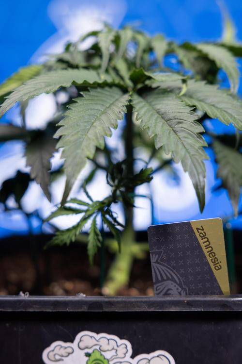 Tangerine Dream II Auto - Zamnesia x B&B. Week 3 - Tangerine Dream Automatic - Week 3