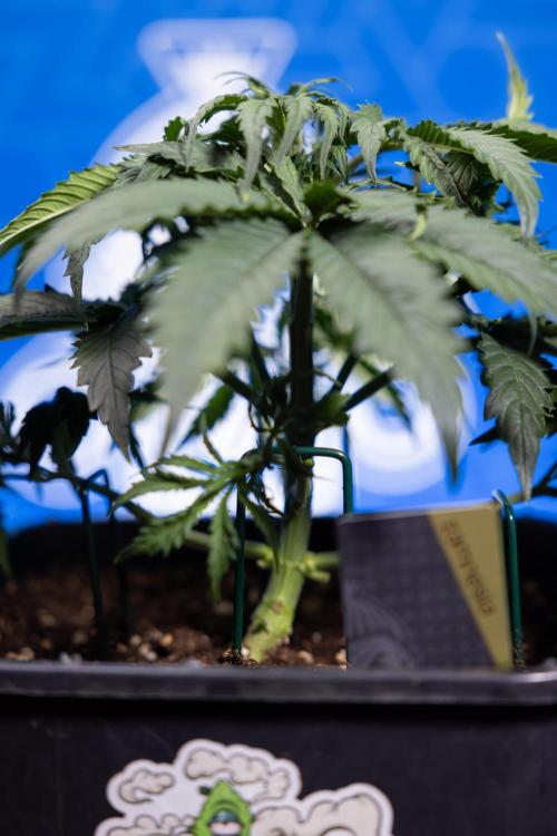 Tangerine Dream II Auto - Zamnesia x B&B. Week 3 - Tangerine Dream Automatic - Week 3