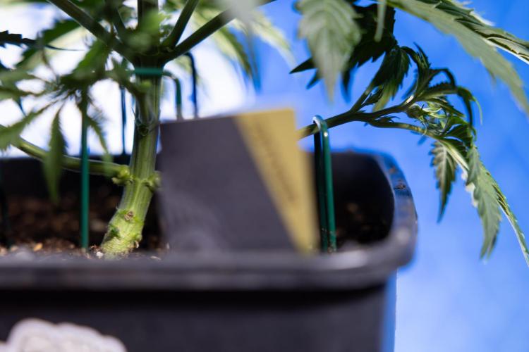 Tangerine Dream II Auto - Zamnesia x B&B. Week 3 - Tangerine Dream Automatic - Week 3