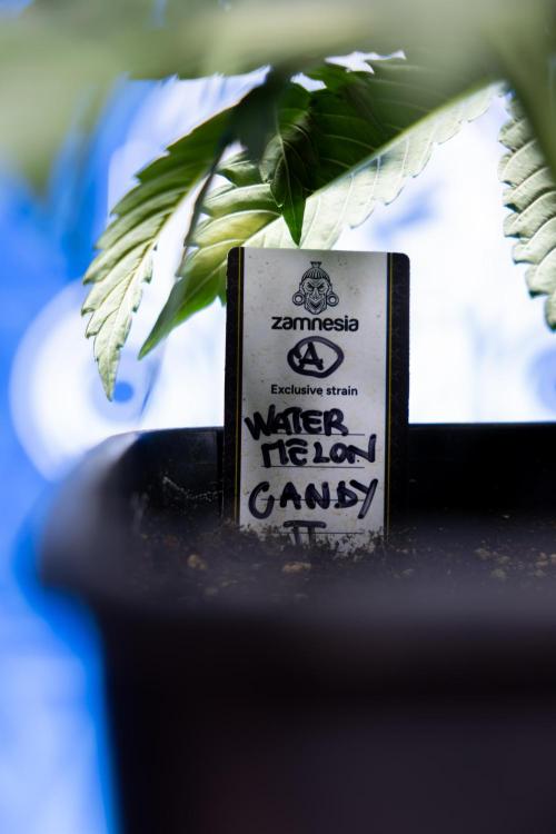 Watermelon Candy  Auto - Zamnesia x B&B. Week 3 - Watermelon Candy Automatic - Week 3