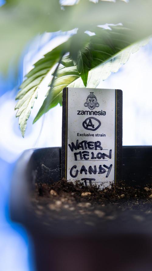 Watermelon Candy  Auto - Zamnesia x B&B. Week 3 - Watermelon Candy Automatic - Week 3
