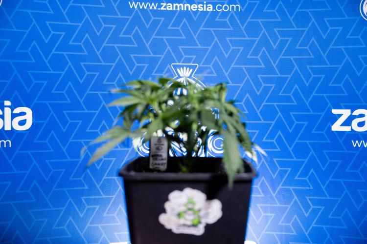 Watermelon Candy  Auto - Zamnesia x B&B. Week 3 - Watermelon Candy Automatic - Week 3