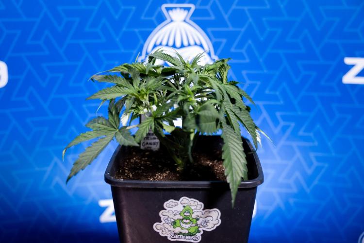 Watermelon Candy  Auto - Zamnesia x B&B. Week 3 - Watermelon Candy Automatic - Week 3