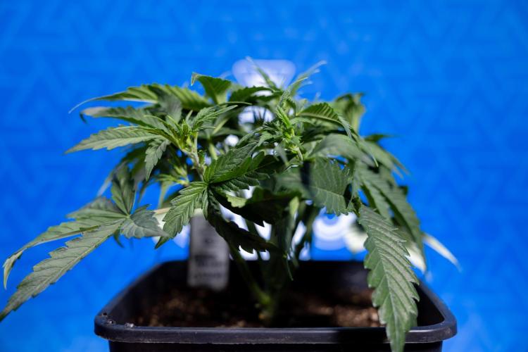 Watermelon Candy  Auto - Zamnesia x B&B. Week 3 - Watermelon Candy Automatic - Week 3