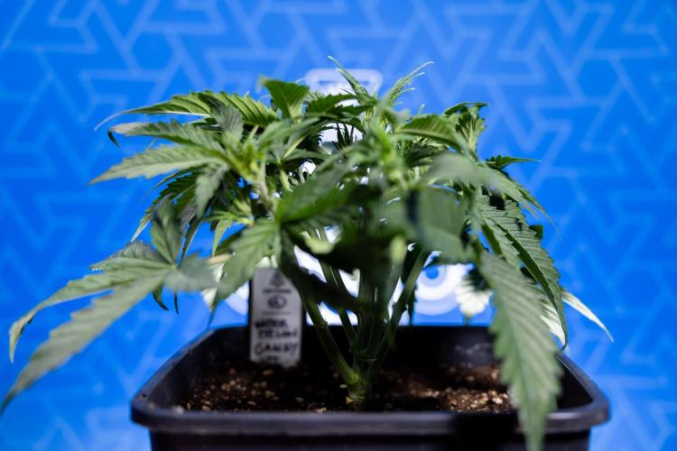 Watermelon Candy  Auto - Zamnesia x B&B. Week 3 - Watermelon Candy Automatic - Week 3