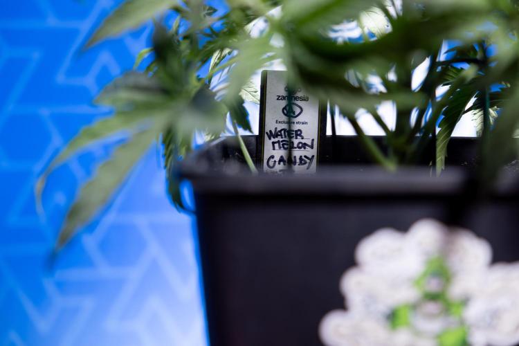 Watermelon Candy  Auto - Zamnesia x B&B. Week 3 - Watermelon Candy Automatic - Week 3