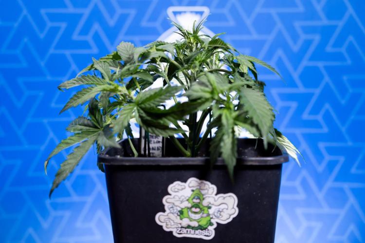 Watermelon Candy  Auto - Zamnesia x B&B. Week 3 - Watermelon Candy Automatic - Week 3