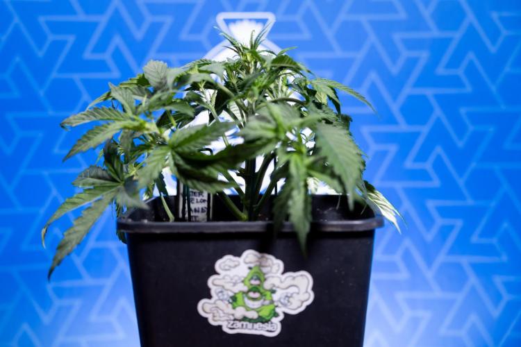 Watermelon Candy  Auto - Zamnesia x B&B. Week 3 - Watermelon Candy Automatic - Week 3