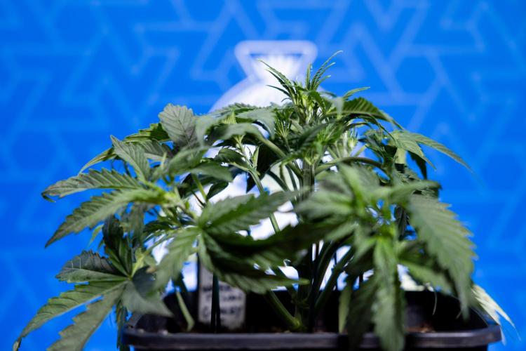 Watermelon Candy  Auto - Zamnesia x B&B. Week 3 - Watermelon Candy Automatic - Week 3