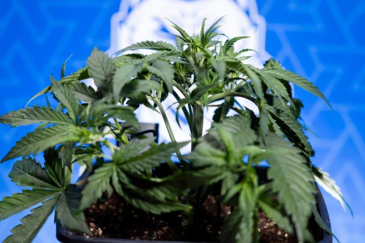 Watermelon Candy  Auto - Zamnesia x B&B. Week 3 - Watermelon Candy Automatic - Week 3