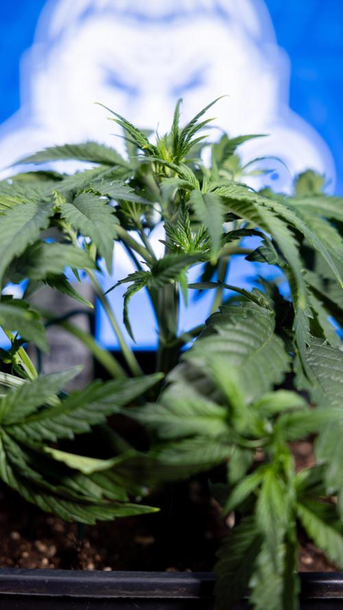 Watermelon Candy  Auto - Zamnesia x B&B. Week 3 - Watermelon Candy Automatic - Week 3