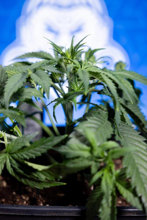 Watermelon Candy  Auto - Zamnesia x B&B. Week 3 - Watermelon Candy Automatic - Week 3