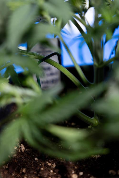 Watermelon Candy  Auto - Zamnesia x B&B. Week 3 - Watermelon Candy Automatic - Week 3