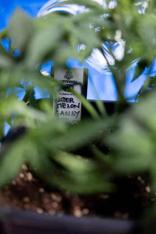 Watermelon Candy  Auto - Zamnesia x B&B. Week 3 - Watermelon Candy Automatic - Week 3