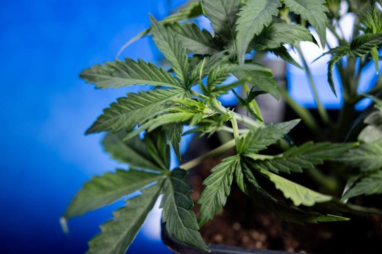 Watermelon Candy  Auto - Zamnesia x B&B. Week 3 - Watermelon Candy Automatic - Week 3