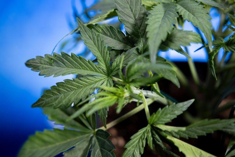 Watermelon Candy  Auto - Zamnesia x B&B. Week 3 - Watermelon Candy Automatic - Week 3