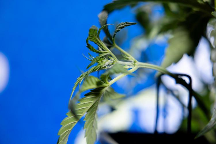 Watermelon Candy  Auto - Zamnesia x B&B. Week 3 - Watermelon Candy Automatic - Week 3