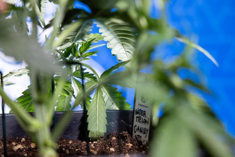 Watermelon Candy  Auto - Zamnesia x B&B. Week 3 - Watermelon Candy Automatic - Week 3