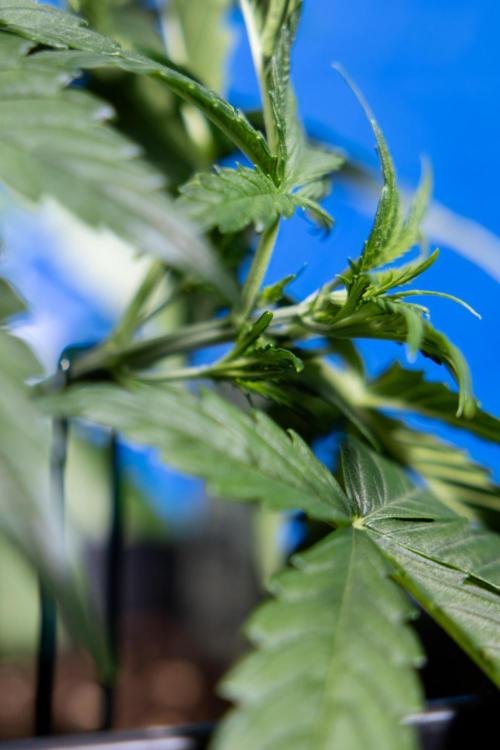 Watermelon Candy  Auto - Zamnesia x B&B. Week 3 - Watermelon Candy Automatic - Week 3