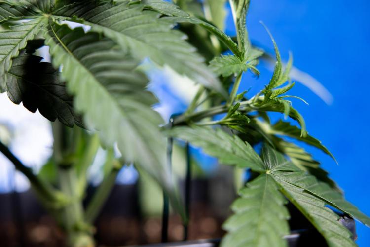 Watermelon Candy  Auto - Zamnesia x B&B. Week 3 - Watermelon Candy Automatic - Week 3