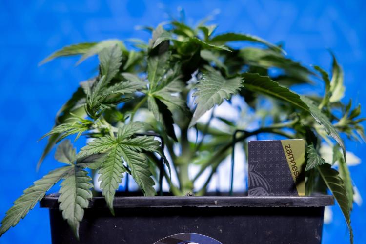 Watermelon Candy  Auto - Zamnesia x B&B. Week 3 - Watermelon Candy Automatic - Week 3