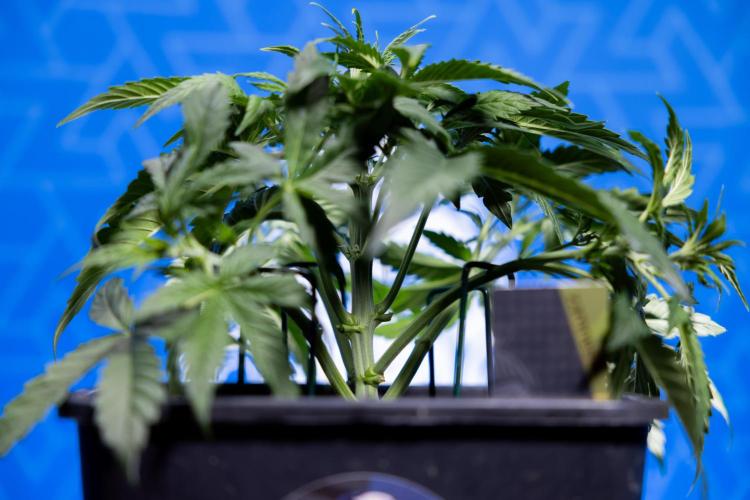 Watermelon Candy  Auto - Zamnesia x B&B. Week 3 - Watermelon Candy Automatic - Week 3