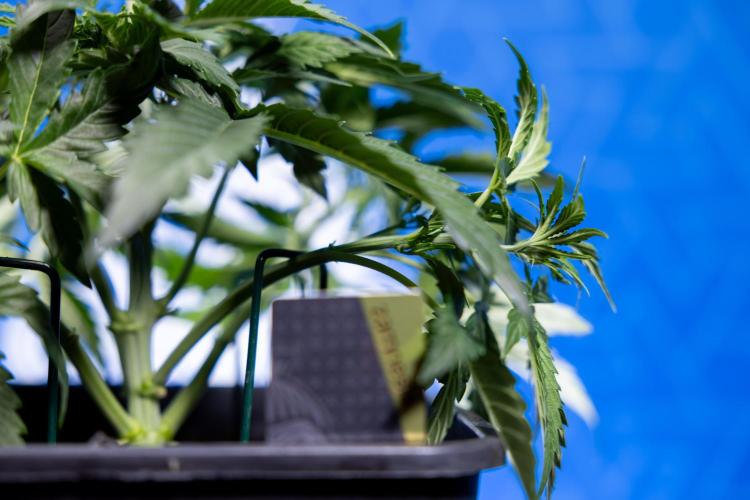 Watermelon Candy  Auto - Zamnesia x B&B. Week 3 - Watermelon Candy Automatic - Week 3