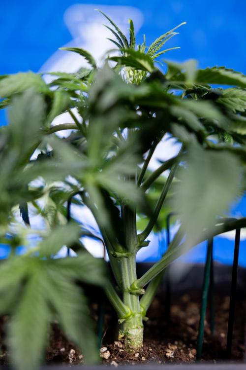 Watermelon Candy  Auto - Zamnesia x B&B. Week 3 - Watermelon Candy Automatic - Week 3