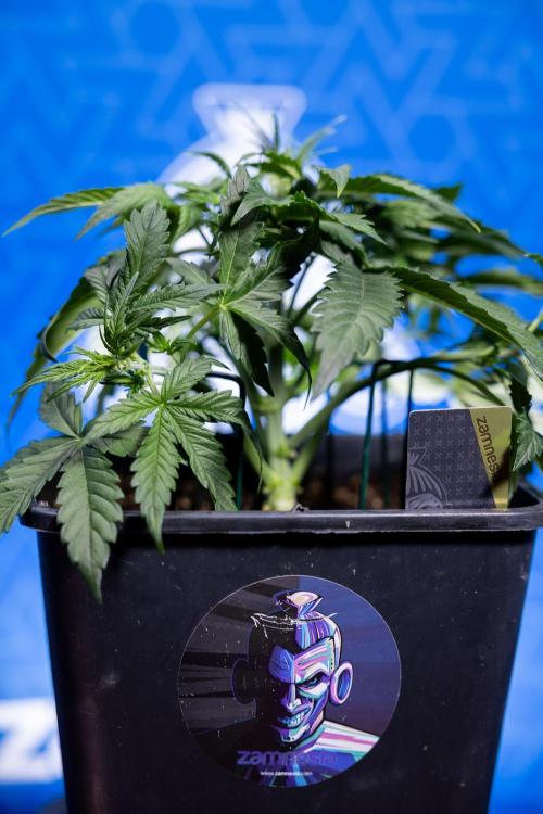 Watermelon Candy  Auto - Zamnesia x B&B. Week 3 - Watermelon Candy Automatic - Week 3