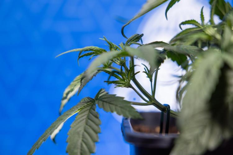 Monster Dwarf I Auto - Zamnesia x B&B. Week 3