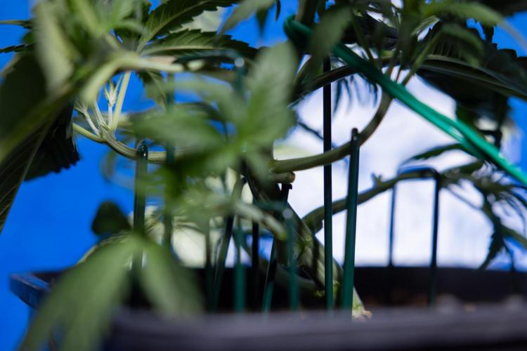 Monster Dwarf I Auto - Zamnesia x B&B. Week 3