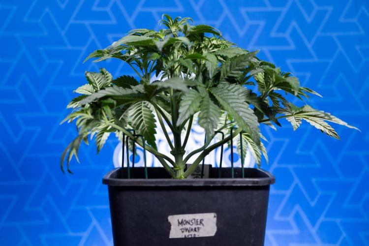 Monster Dwarf I Auto - Zamnesia x B&B. Week 3 - Monster Dwarf 1 - No Techniques - Week 3/4