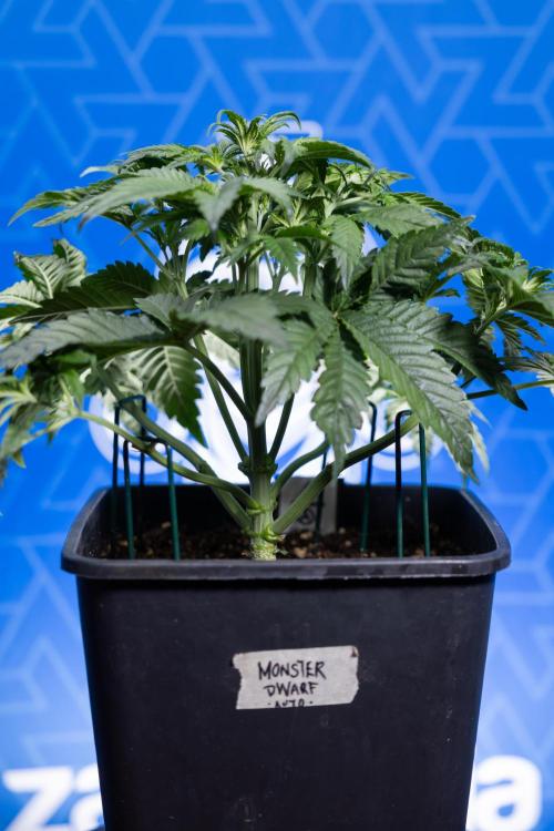 Monster Dwarf I Auto - Zamnesia x B&B. Week 3 - Monster Dwarf 1 - No Techniques - Week 3/4