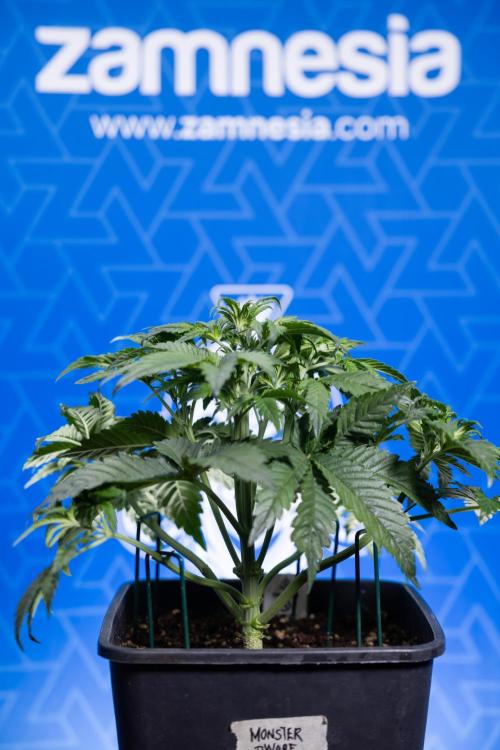 Monster Dwarf I Auto - Zamnesia x B&B. Week 3 - Monster Dwarf 1 - No Techniques - Week 3/4