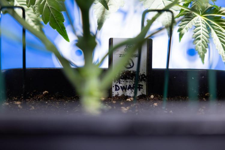 Monster Dwarf I Auto - Zamnesia x B&B. Week 3 - Monster Dwarf 1 - No Techniques - Week 3/4