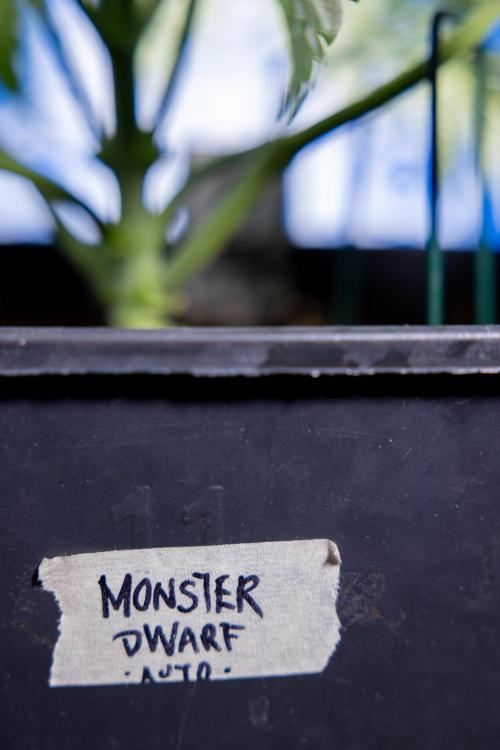 Monster Dwarf I Auto - Zamnesia x B&B. Week 3 - Monster Dwarf 1 - No Techniques - Week 3/4