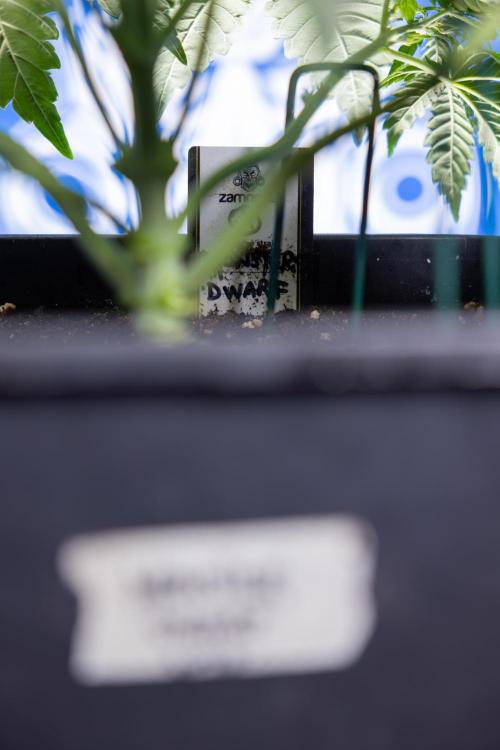 Monster Dwarf I Auto - Zamnesia x B&B. Week 3 - Monster Dwarf 1 - No Techniques - Week 3/4