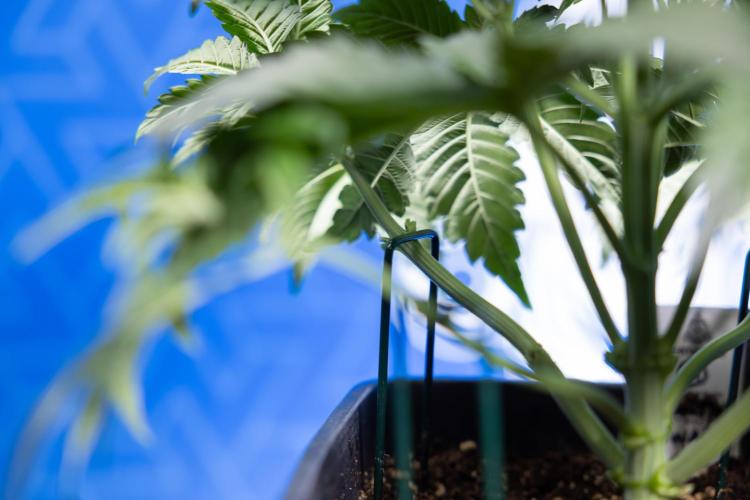 Monster Dwarf I Auto - Zamnesia x B&B. Week 3 - Monster Dwarf 1 - No Techniques - Week 3/4