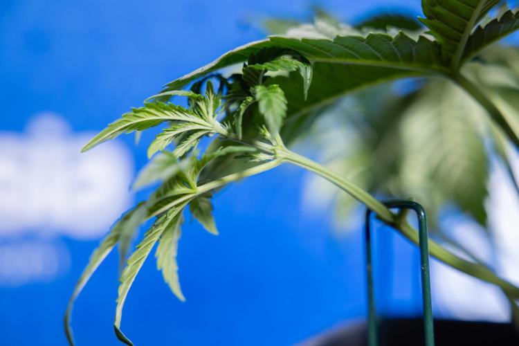 Monster Dwarf I Auto - Zamnesia x B&B. Week 3 - Monster Dwarf 1 - No Techniques - Week 3/4